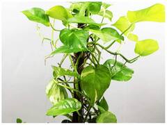 Plants For Money: દિવાળી પર ગિફ્ટ આપો અથવા ઘરમાં લગાવો આ 5 છોડ, ક્યારેય નહીં થાય પૈસાની કમી