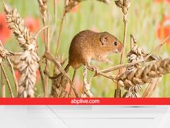 खेत को खोखला-फसल को सफा-चट्ट कर देंगे ये चूहा-छछूंदर, विशेषज्ञ ने बताये रोकथाम के उपाय