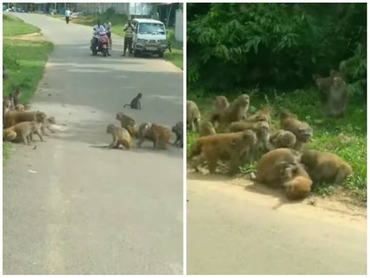 Bloody gang war Fight between two groups of monkeys Video: बंदरों के दो गुटों में हुई खूनी गैंगवार, मूड गर्म होने पर सरदार ने सिखाया सबक