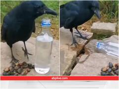कौवे ने दिखाई स्मार्टनेस फिर भी रह गया प्यासा, गलती पर हुआ पछतावा
