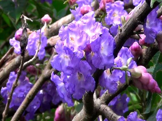 आंबोलीत निसर्गाचा अविष्कार