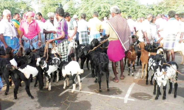 திருச்சி: மணப்பாறை மாட்டு சந்தையில் தீபாவளியொட்டி  ரூ. 2 கோடிக்கு விற்பனையான ஆடு, மாடுகள்