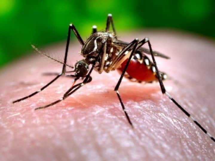 Chikungunya Symptoms according to lancet study death risk from chikungunya dengue malaria health care tips in marathi थेट हाडांवर अटॅक करतो 'हा' आजार, Lancet Study चा धक्कादायक निष्कर्ष, तब्बल 3 महिन्यांपर्यंत असतो मृत्यूचा धोका