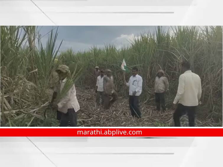 swabhimani shetkari sanghatana aggressive for FRP and Rs 350 more Transportation of sugarcane to three factories stopped एकरकमी एफआरपी व जादा 350 रुपयांसाठी स्वाभिमानीचा आक्रमक पवित्रा; आतापर्यंत तीन कारखान्यांची ऊस वाहतूक रोखली