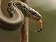 US: Snake Spotted In United Flight From Florida To New Jersey, Causes Panic Among Passengers