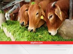 दुधारु पशुओं की सेहत को दुरुस्त करेंगी ये 2 चीजें, बढेगा दूध-बीमारियां रहेंगी कोसों दूर