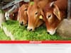 Animal Fodder: दुधारु पशुओं की सेहत को दुरुस्त करेंगी ये 2 चीजें, बढेगा दूध-बीमारियां रहेंगी कोसों दूर