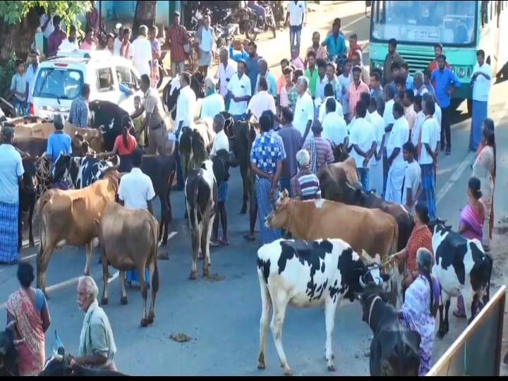 madurai: Sudden road blockade with cows demanding Rs 10 increase in milk purchase price causing excitement TNN மதுரை: பால் கொள்முதல் விலையில் ரூ.10 உயர்த்தி வழங்குங்கள்; மாடுகளுடன்  விவசாயிகள் சாலை மறியல்