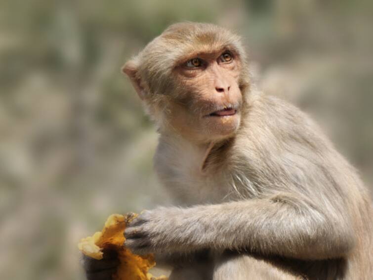 Maharastra Upla Village Monkeys Own 32 Acres Land Osmanabad District Honoured By Villagers Monkeys In THIS Maharashtra Village Officially Own 32 Acres Of Land