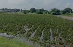 Photo : बारामती तालुक्यातील कऱ्हा नदीला पूर, शेतीचं नुकसान