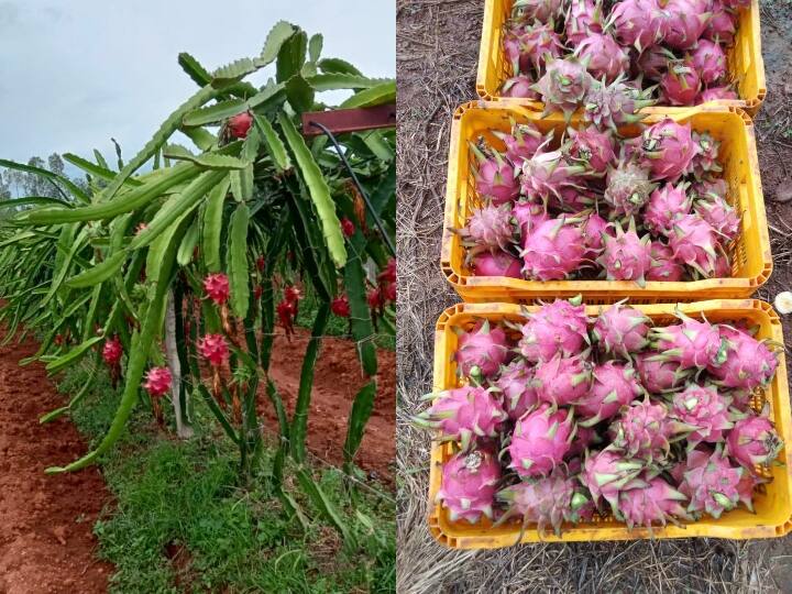 Bastar News: ड्रैगन फ्रूट की बस्तर में बड़ी मात्रा में पैदावार, स्थानीय लोगों को कम कीमत पर मिल रहा फल Bastar China dragon fruit is also getting bumper production in Kondagaon Chhattisgarh ann Bastar News: ड्रैगन फ्रूट की बस्तर में बड़ी मात्रा में पैदावार, स्थानीय लोगों को कम कीमत पर मिल रहा फल