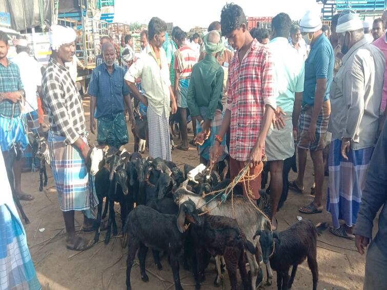 Diwali: Goats sold for Rs 3 crore in Ulundurpet market in one day TNN தீபாவளி: உளுந்தூர்பேட்டை சந்தையில்  ஒரே நாளில் ரூ.3 கோடிக்கு ஆடுகள் விற்பனை