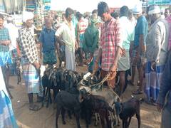 தீபாவளி: உளுந்தூர்பேட்டை சந்தையில் ஒரே நாளில் ரூ.3 கோடிக்கு ஆடுகள் விற்பனை