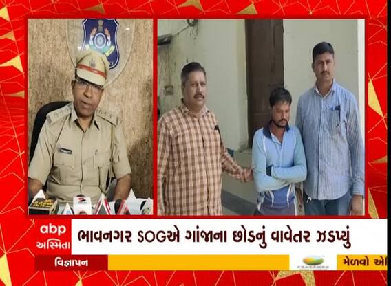ભાવનગર: SOG પોલીસે ખડસલીયા ગામે લીલા ગાંજાનાં છોડનું વાવેતર ઝડપ્યું