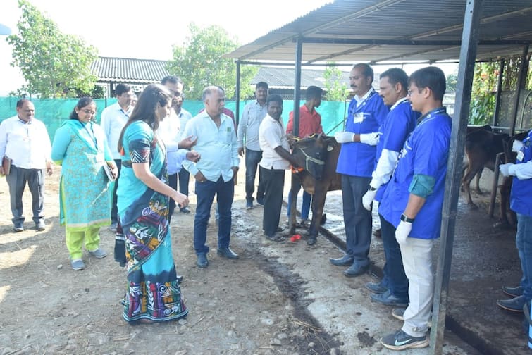 maharashtra news nashik news animal premises will cleaned on Vasubaras festival in nashik district Nashik News : दिवाळीचा पहिला दिवस वसुबारस, नाशिकमध्ये पशुसंवर्धनासाठी महत्वाचा उपक्रम 