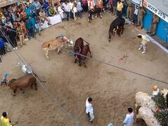 नाथद्वार की प्रसिद्ध गौ क्रीड़ा के लिए करना होगा इंतजार, 2 नवंबर को मनेगा खेखरा