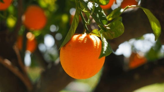 Orange farming has been damaged by Kolshi disease in Maharashtra Orange Production: संतरे पर संकट... ​महाराष्ट्र में इस रोग ने किसानों का लाखों का फल बर्बाद कर दिया