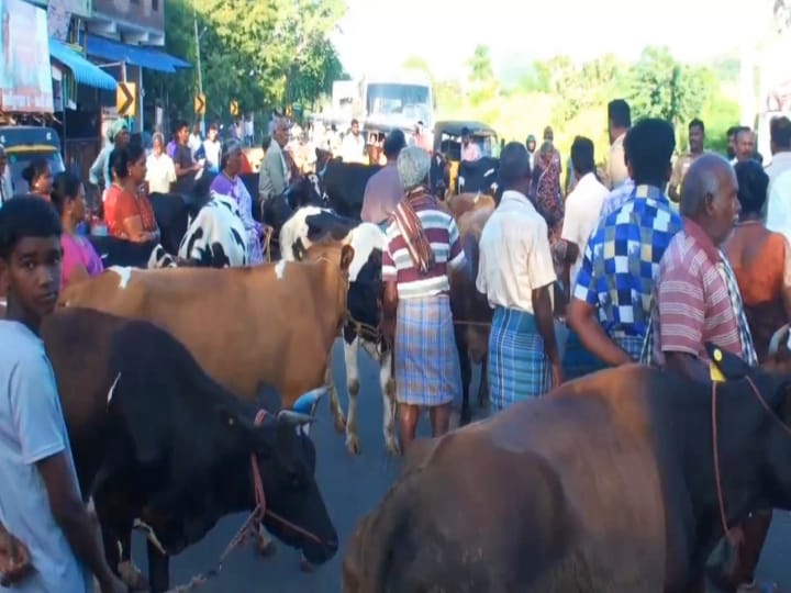 மதுரை: பால் கொள்முதல் விலையில் ரூ.10 உயர்த்தி வழங்குங்கள்; மாடுகளுடன்  விவசாயிகள் சாலை மறியல்