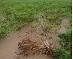 Photo : परतीच्या पावसानं राज्यातील शेतकरी संकटात