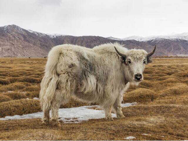 Animals Like Yak Help Stabilise Pool Of Soil Carbon In Grazing Ecosystems:  Study