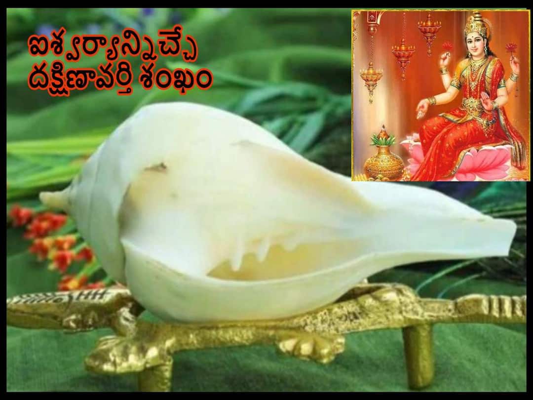 Diwali 2022: దీపావళి రోజు దక్షిణావర్తి శంఖాన్ని ఎలా పూజించాలి, ఆ తర్వాత దానిని ఏం చేయాలంటే! Diwali 2022: How To Use Dakshinavarti Shankh In Diwali lakshmi Puja , Importance And Benefits Diwali 2022: దీపావళి రోజు దక్షిణావర్తి శంఖాన్ని ఎలా పూజించాలి, ఆ తర్వాత దానిని ఏం చేయాలంటే!