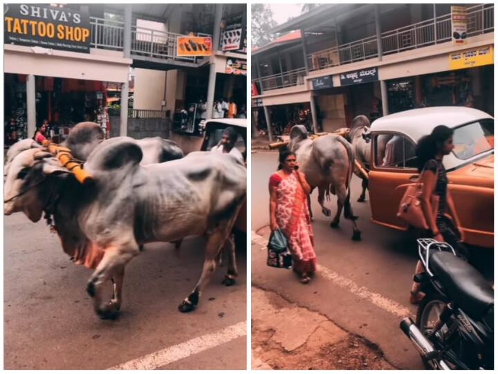Car paired with bullock cart by jugaad video goes viral on social media Video: जुगाड़ लगाकर बैल गाड़ी से जोड़ी कार, यूजर्स बोले- अब पेट्रोल नहीं सताएगा