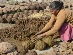 छत्तीसगढ़ में 'गोधन न्याय योजना' के शुरुआत के बाद होने लगी थी चोरी, जानिए आखिर क्यों गायब हो रहे थे गोबर