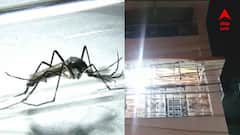 আরও ভয়াবহ পরিস্থিতি, গত ২৪ ঘণ্টায় রাজ্যে আরও ৩ ডেঙ্গি আক্রান্তের মৃত্যু