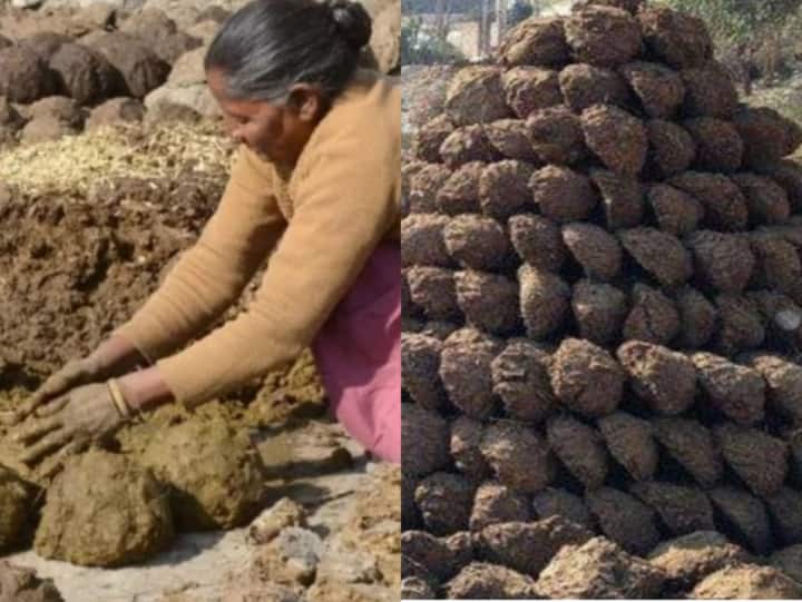 छत्तीसगढ़ में क्यों बढ़ रही हैं गोबर चोरी की घटनाएं, लोग पहरेदारी के लिए मजबूर thieves eyes on the cow dung 800 kg of cow dung was stolen in Korba Chhattisgarh Abpp छत्तीसगढ़ में क्यों बढ़ रही हैं गोबर चोरी की घटनाएं, लोग पहरेदारी के लिए मजबूर