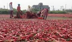 Photo : नंदूरबारमध्ये पावसामुळं शेतकऱ्यांसह मिरची व्यापाऱ्यांचं मोठं नुकसान