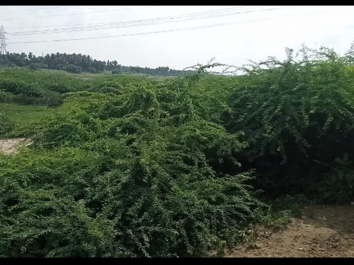 அமராவதி ஆற்றில் முட்செடிகளை அகற்ற வேண்டும் - கரூர் மக்கள் கோரிக்கை