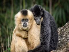 WWF report : 50 ஆண்டுகளில்  94% விலங்குகள் அழிவு ! - அதிர்ச்சி ரிப்போர்ட் !