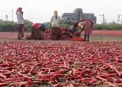 Photo : नंदूरबारमध्ये पावसामुळं शेतकऱ्यांसह मिरची व्यापाऱ्यांचं मोठं नुकसान