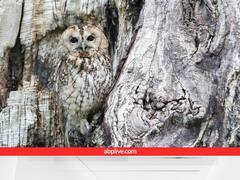 Diwali 2022: दिवाली पर दिखे लक्ष्मी जी का वाहन उल्लू तो मिलते हैं ये संकेत