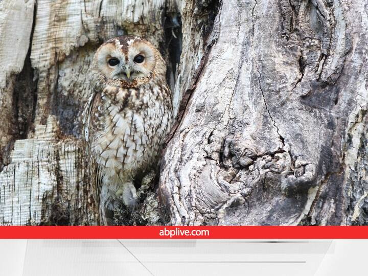 दिवाली के समय अगर सपने में उल्लू दिखाई देता है तो जीवन ये आपको धन लाभ होने का संकेत देता है. हालांकि अगर सपने में उल्लू दूर जाता दिखता है यह धन हानि का भी संकेत हो सकता है.