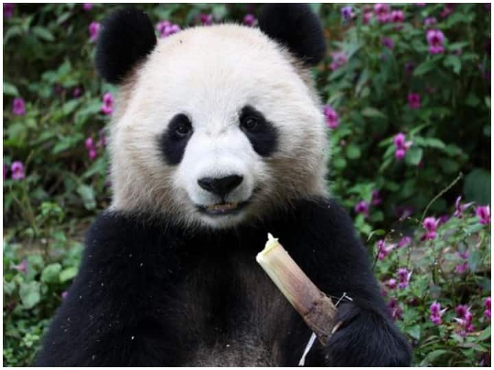 China gifted two pandas to Qatar, which is hosting the FIFA World Cup फीफा विश्व कप की मेजबानी कर रहे कतर को मिला चीन से गिफ्ट, बीजिंग से दोहा पहुंचे दो विशाल पांडा