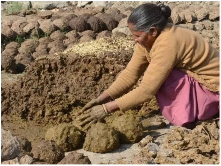 छत्तीसगढ़ में क्यों बढ़ रही हैं गोबर चोरी की घटनाएं, लोग पहरेदारी के लिए मजबूर