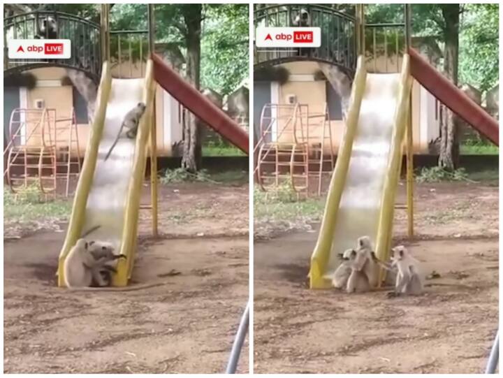 Funny video of monkeys playing in the garden won hearts Video: गार्डन में मौज काटते नजर आए बंदर, दिल जीत रहा शरारतों भरा वीडियो