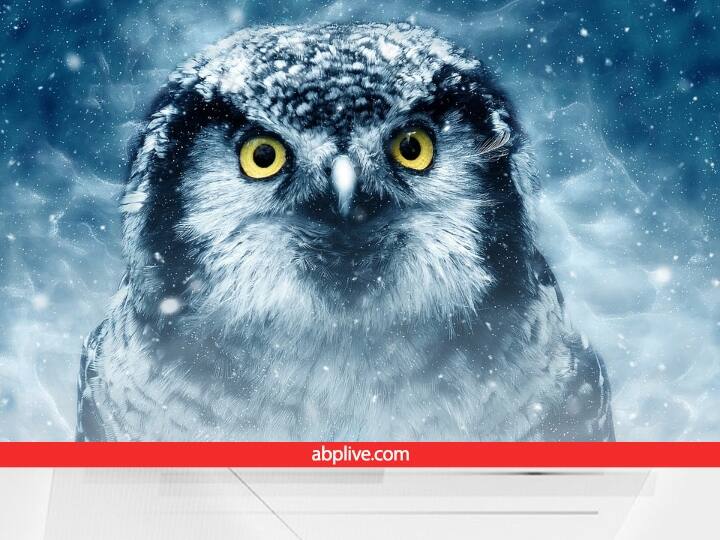 उल्‍लू को लक्ष्‍मी जी का वाहन माना जाता है. इसलिए जिस घर में उल्‍लू दिखता है, माना जाता है कि उस घर के सदस्यों पर मां लक्ष्‍मी की कृपा बरसने लगती है.