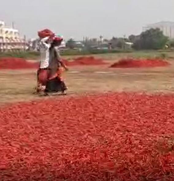 नंदूरबारमध्ये पावसामुळं शेतकऱ्यांसह मिरची व्यापाऱ्यांचं मोठं नुकसान