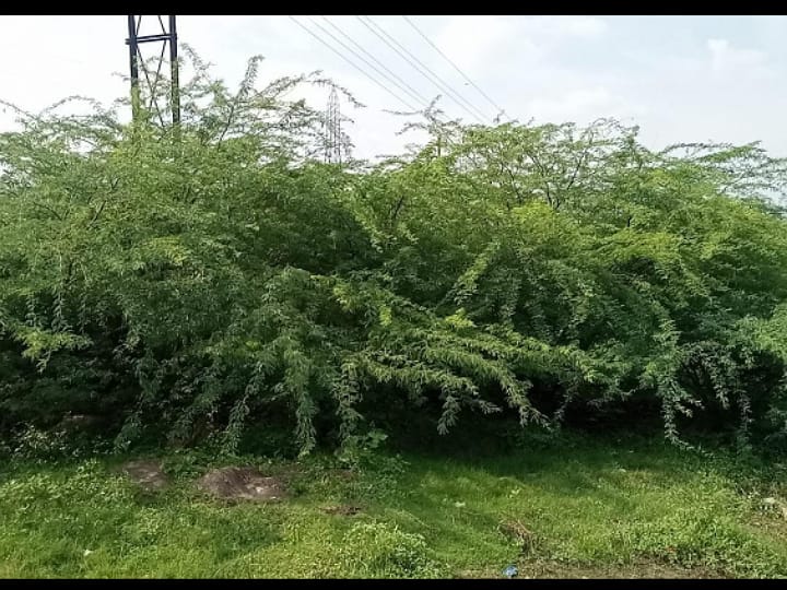 அமராவதி ஆற்றில் முட்செடிகளை அகற்ற வேண்டும் - கரூர் மக்கள் கோரிக்கை