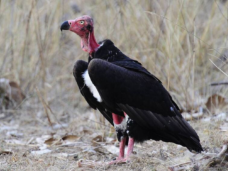 tamilnadu government constitutes ten member panel for conservation of vultures Panel for conservation of vultures: ராஜாளிகளைப் பாதுகாக்க 10 பேர் கொண்ட குழு அமைத்தது தமிழக அரசு