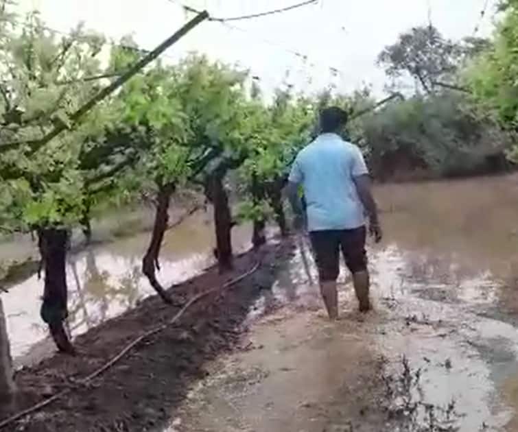 Heavy rains in Sangli district, damage to grapes Sangli Rain : सांगली जिल्ह्यात परतीच्या पावसाचा धुमाकूळ, द्राक्ष बागांचं नुकसान, हंगाम वाया जाण्याची भीती