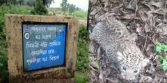 পুরুলিয়ার বনাঞ্চলে চিতাবাঘের স্থায়ী ঠিকানা, আশপাশের এলাকায় সতর্কবার্তা বন দফতরের
