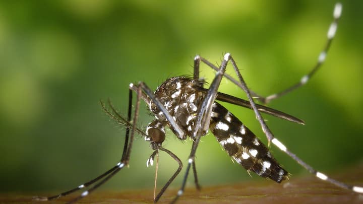 ডেঙ্গি চিকিত্‍সায় রাজ্যে দুই নোডাল হাসপাতাল, বেলেঘাটা আইডি ও এম আর বাঙুর হাসপাতাল।হাসপাতালের পরিসংখ্যান বলছে,  এমআর বাঙুরে ডেঙ্গি ওয়ার্ডে ১১৯টি বেড রয়েছে।