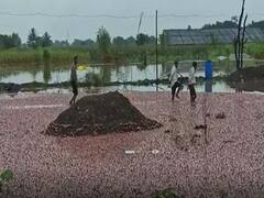 महाराष्ट्र में आफत की बारिश! पानी में बह गई करोड़ों की प्याज, व्यापारियों को 70 लाख तक का नुकसान