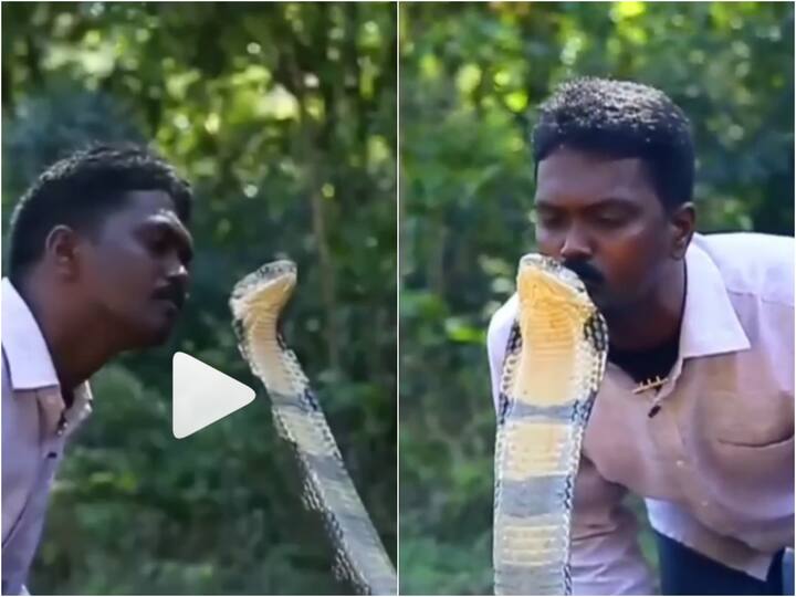 Viral Video Man Kisses King Cobra on Head, Leaves Netizens Terrified Viral Video: కింగ్ కోబ్రాకు కిస్ ఇచ్చిన యువకుడు- ఎందుకొచ్చిన పనులురా సామీ!