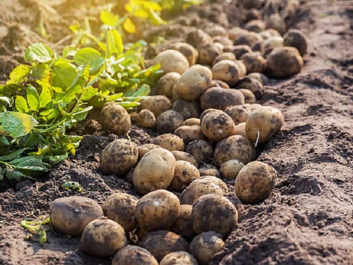 Indian exports of potatoes increased by 4.6 times may help farmers to Earn Profitable Income Potato Farming: विदेशियों को खूब भाया देसी आलू, 4.6 गुना बढ़ा निर्यात! अब आलू से अच्छी कमाई के लिये अपनायें ये उपाय
