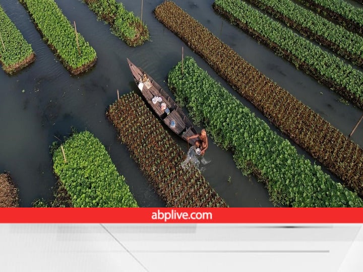 Climate change has forced Bangladeshi farmers to cultivate fields floating on water Climate Change: पानी पर तैरते खेत! 200 साल पहले वरदान थी ये तकनीक, आज बन चुकी है किसानों की मजबूरी