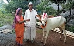 In Pics : दिन दिन दिवाळी, गायी म्हशी ओवाळी'; पुण्यातील ग्रामीण भागात गाय बासराचं पूजन